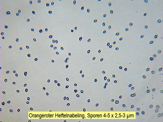 Sporen Orangeroter Heftelnabeling